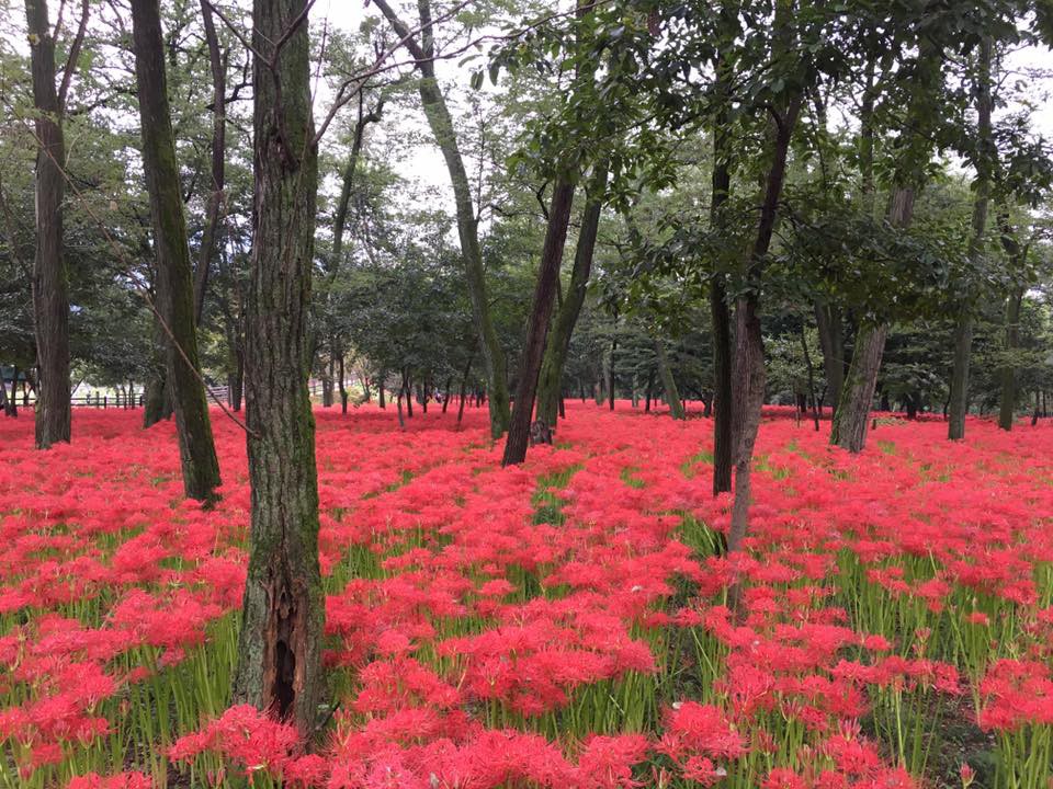 日高市觀光協會