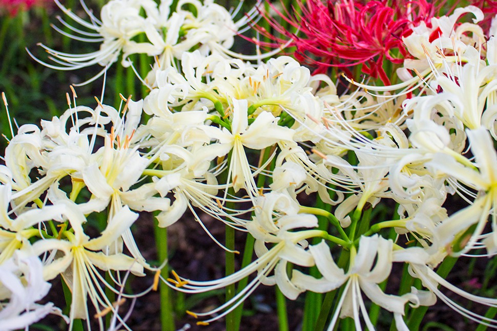 日高市觀光協會