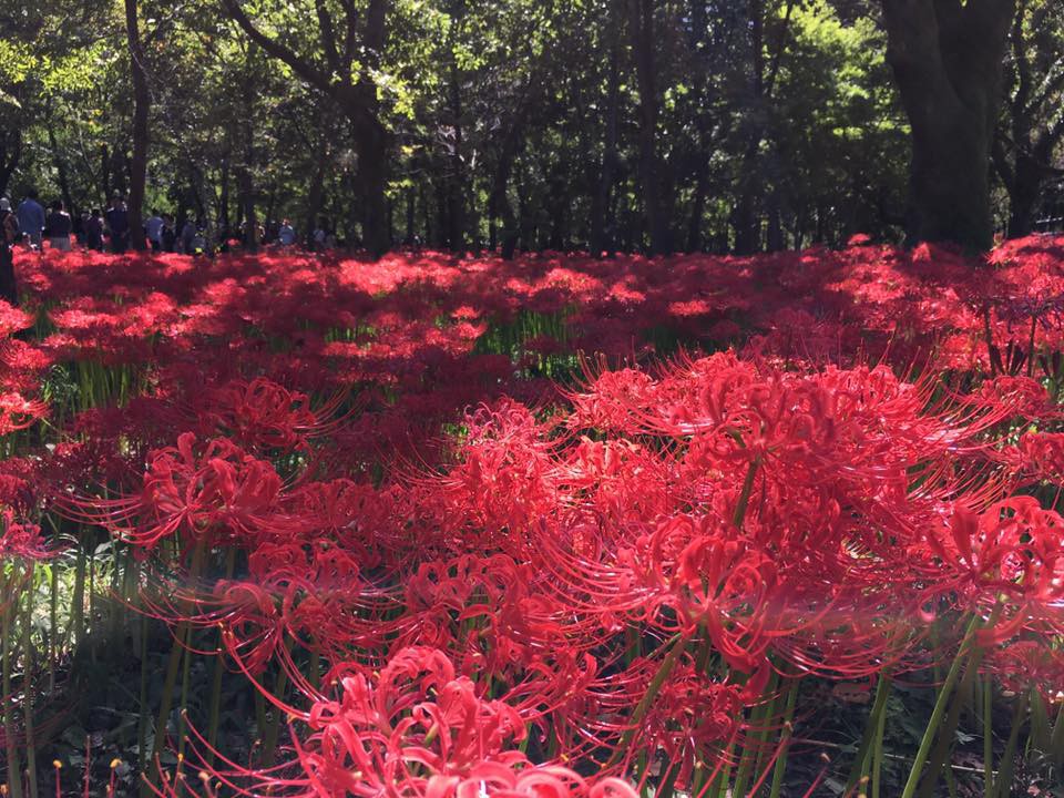 日高市觀光協會
