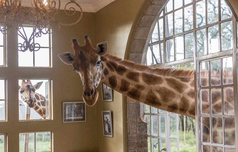 Giraffe Manor Facebook