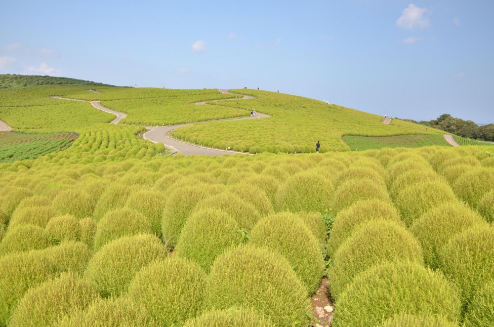 国営ひたち海浜公園