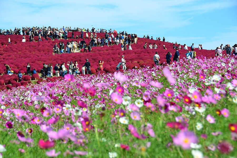 国営ひたち海浜公園
