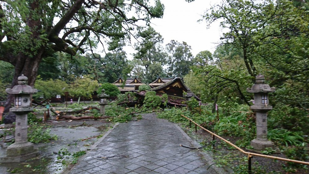 平野神社／Twitter