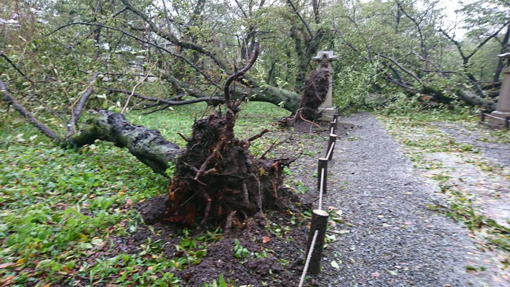 平野神社／Twitter