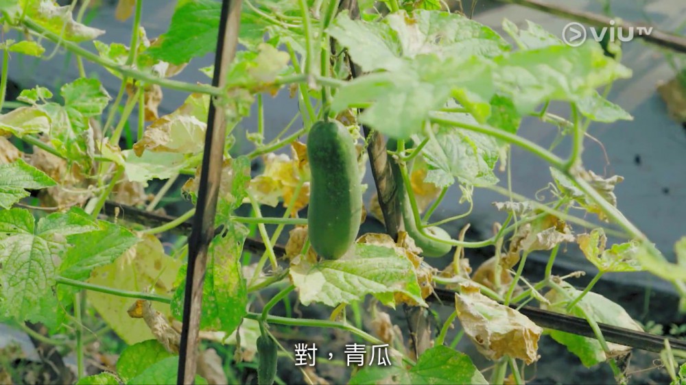 《最熟悉的陌生人》