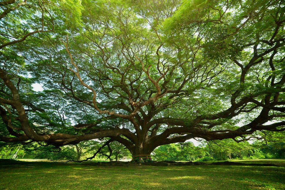 shutterstock