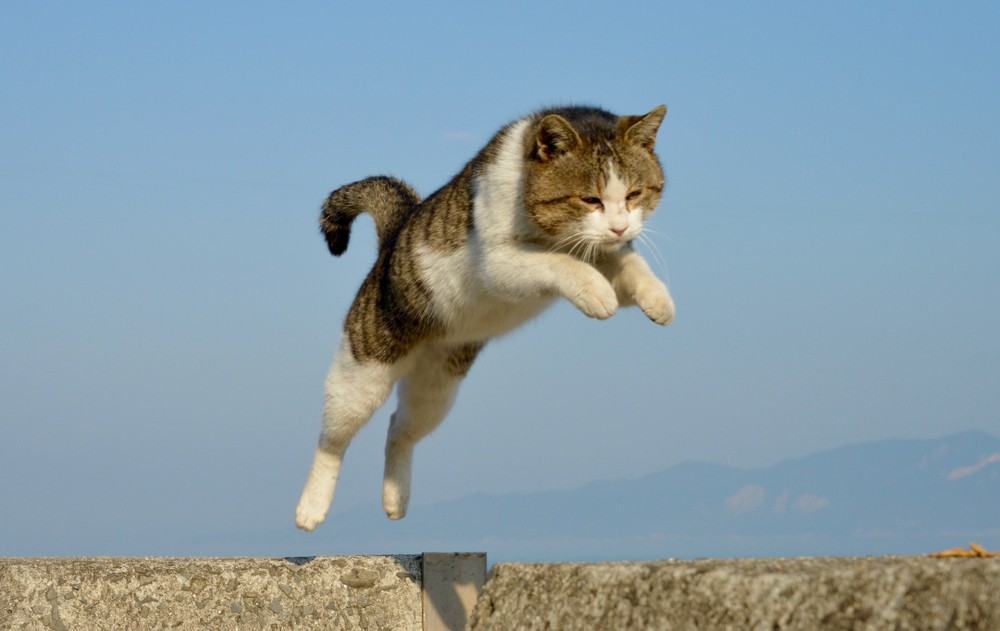 shutterstock