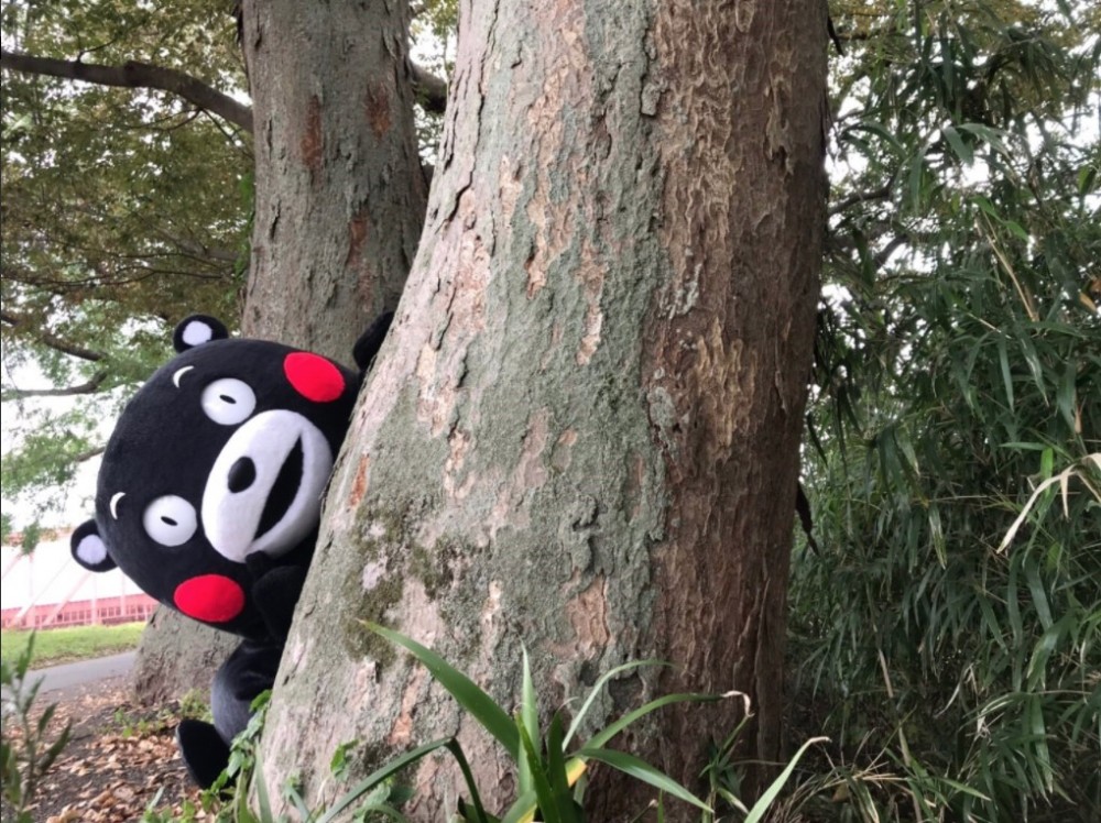 55_kumamon@twitter