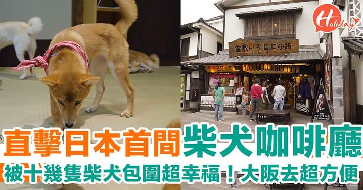 直擊日本柴犬Cafe始祖店！被十幾隻萌萌柴犬包圍好幸福啊～