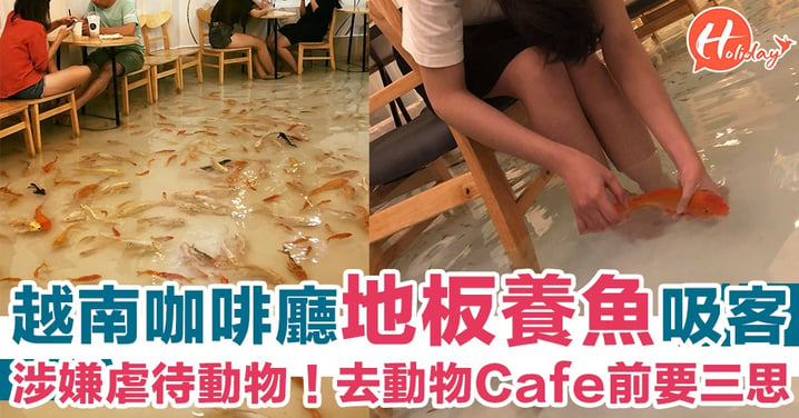 越南咖啡廳老闆為噱頭涉嫌虐待動物！地板放滿水養成千條魚！嚇死魚仔！
