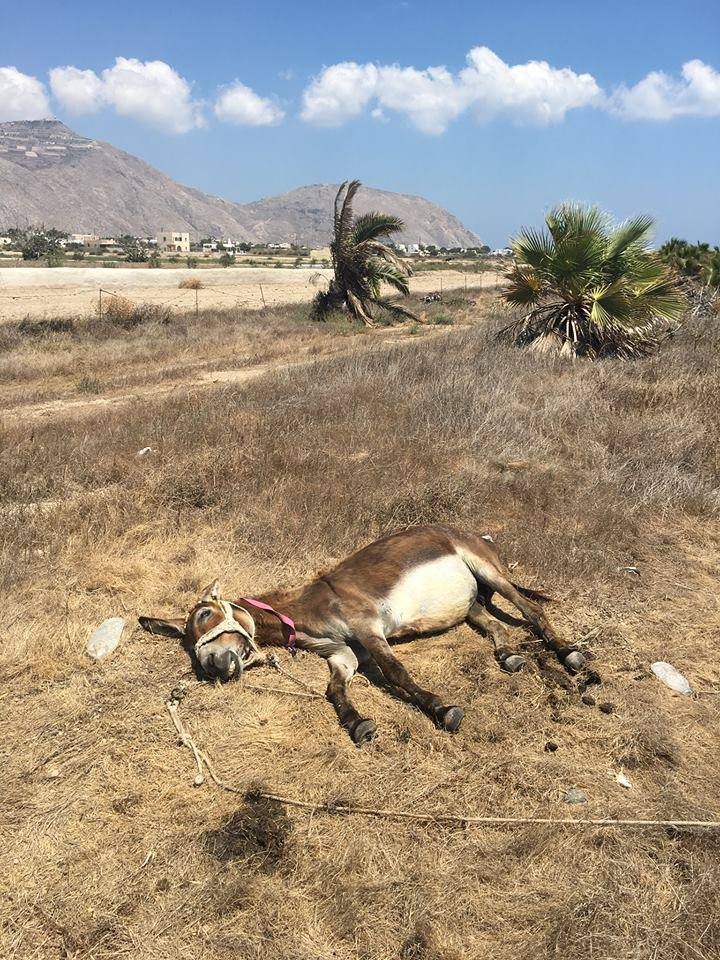 Help the Santorini Donkeys