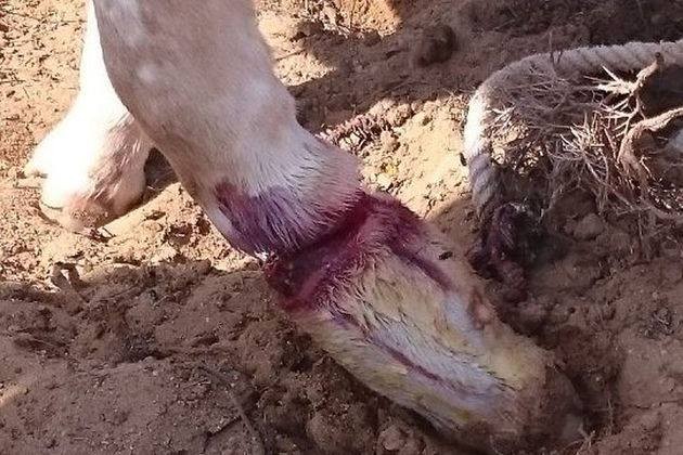 Help the Santorini Donkeys