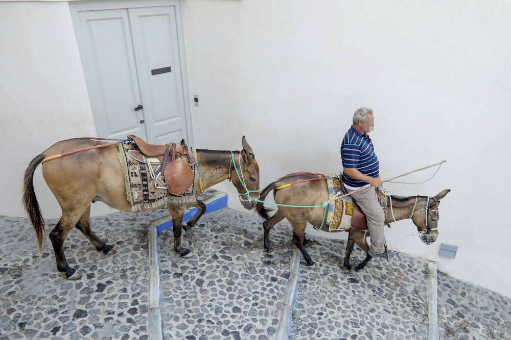 Help the Santorini Donkeys