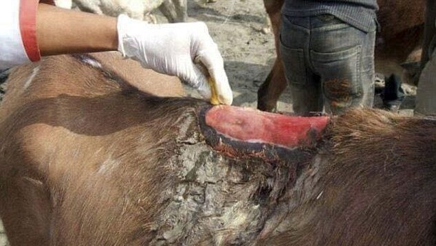 Help the Santorini Donkeys