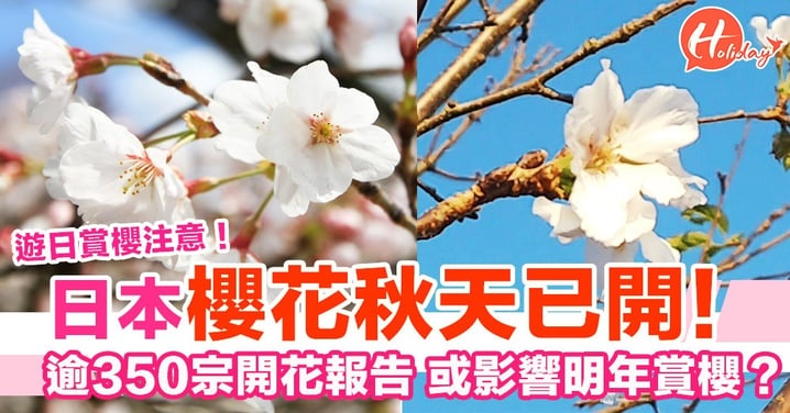 遊日賞櫻注意 日本櫻花秋天已開！逾350宗開花報告 或影響明年賞櫻？