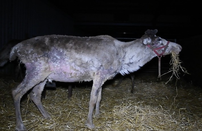 Animal Aid