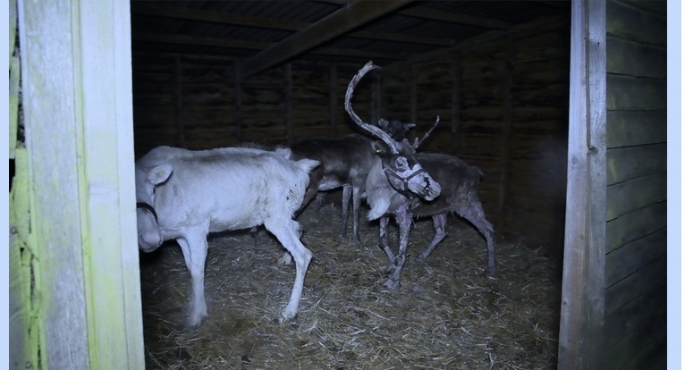 Animal Aid