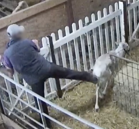 Animal Aid
