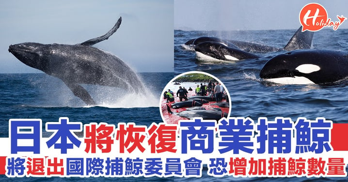 日本將退出國際捕鯨委員會（IWC）商業捕鯨活動中斷30年 於明年恢復商業捕鯨