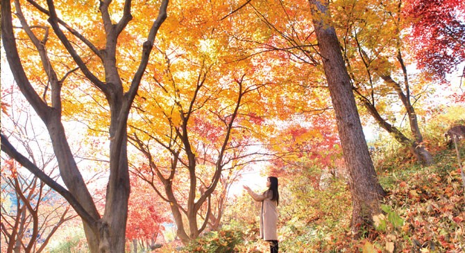 The Garden of Morning Calm