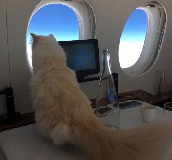 Choupette Lagerfeld IG