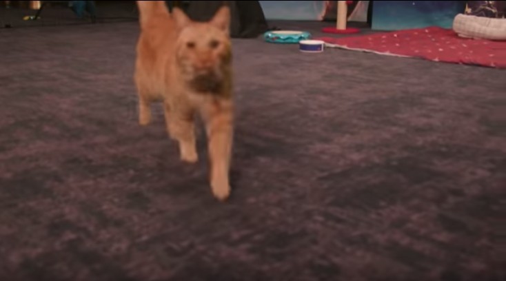 Marvel Entertainment@Youtube