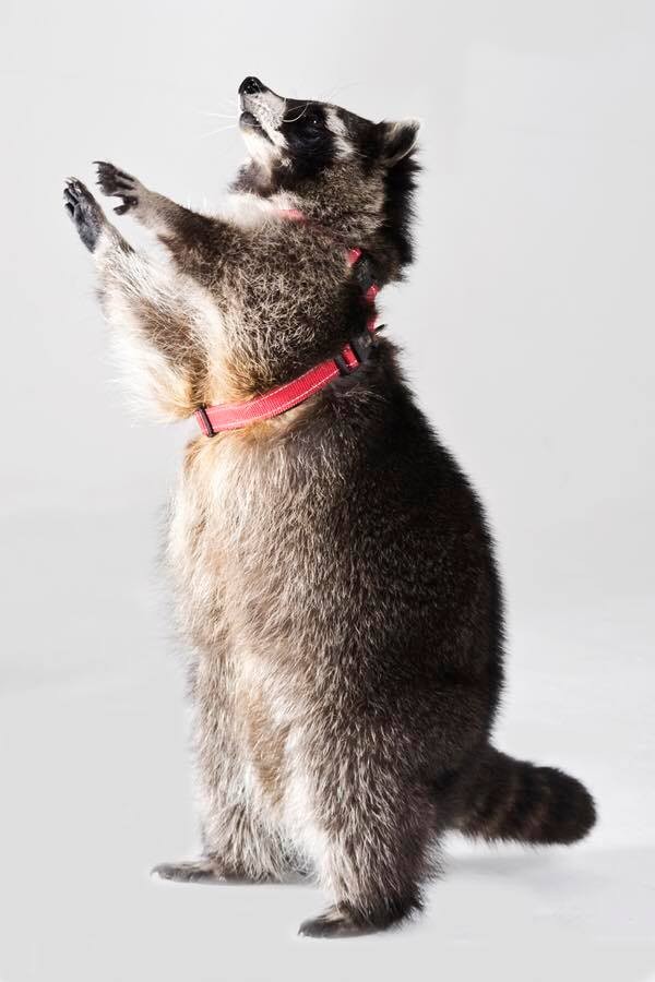 51575901_1862813073827398_7024083575662182400_n