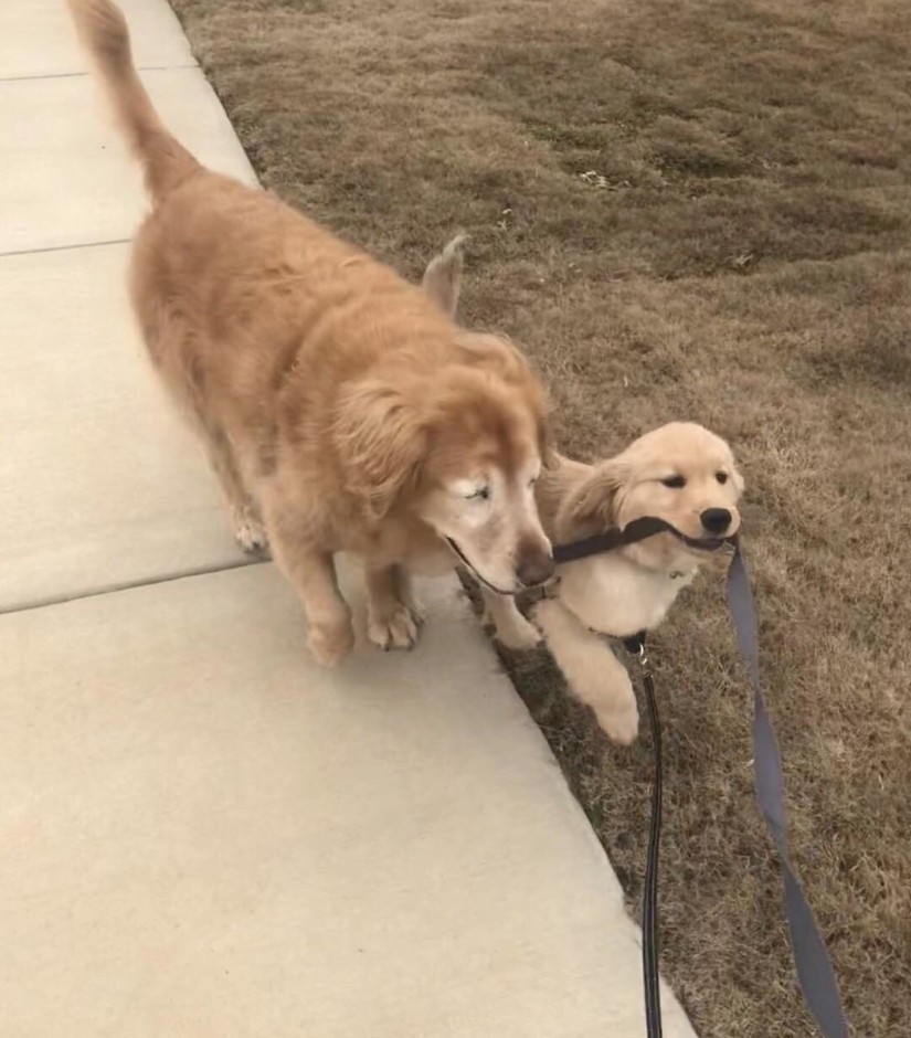 twitter @ WeRateDogs