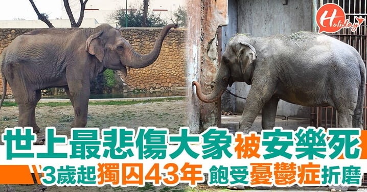 「世上最悲傷大象」離世 3歲起單獨被困至今達43年 飽受憂鬱症折磨