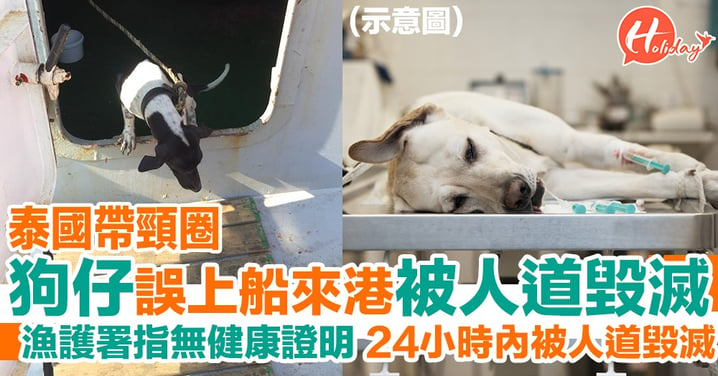 泰國有帶頸圈狗仔錯上貨船嚟香港 因無健康證明遭漁護署人道毀滅