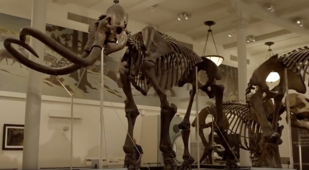 《Attenborough And The Giant Elephant》