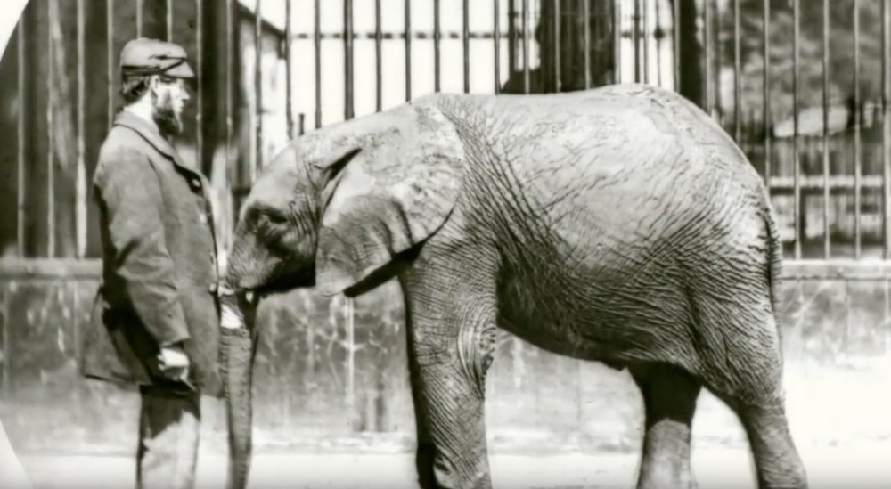 《Attenborough And The Giant Elephant》