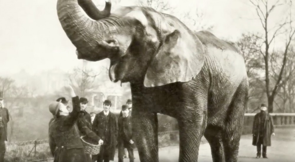 《Attenborough And The Giant Elephant》