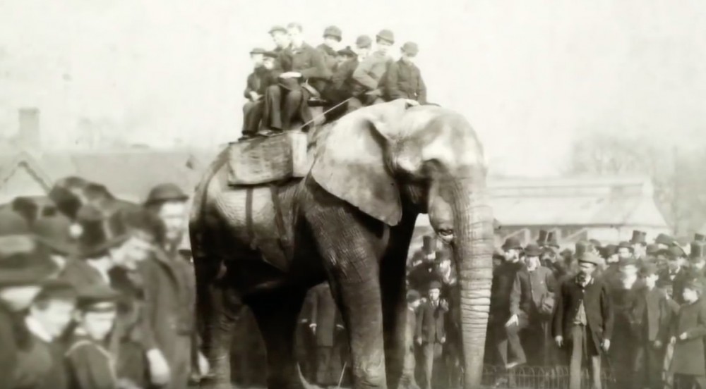 《Attenborough And The Giant Elephant》