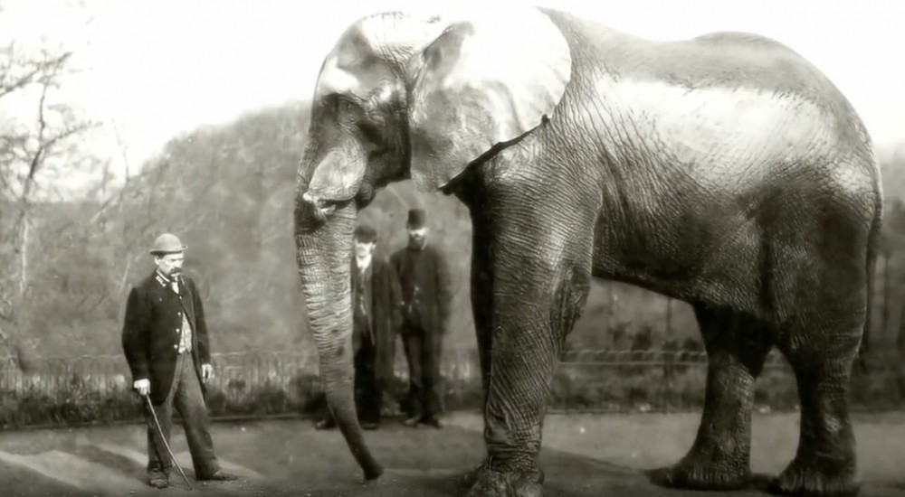 《Attenborough And The Giant Elephant》