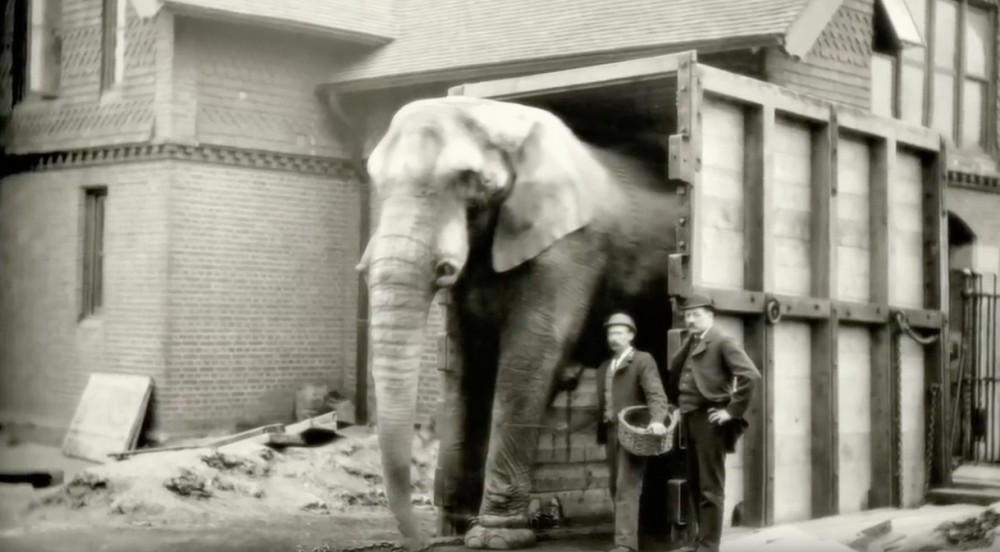 《Attenborough And The Giant Elephant》