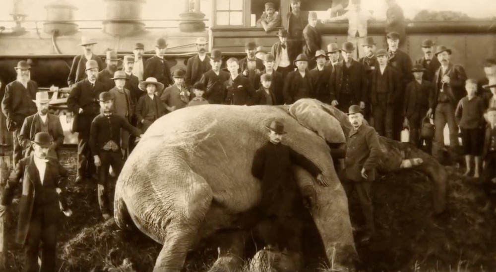 《Attenborough And The Giant Elephant》