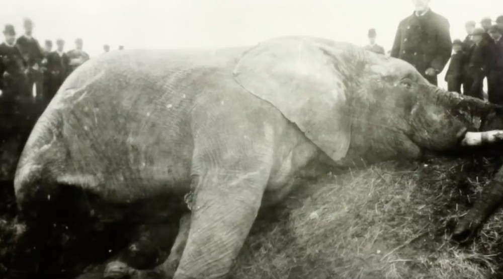 《Attenborough And The Giant Elephant》