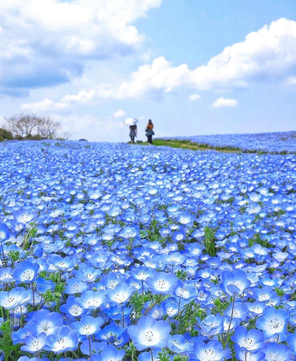海の中道海浜公園 Uminonakamichi Seaside Park@FB