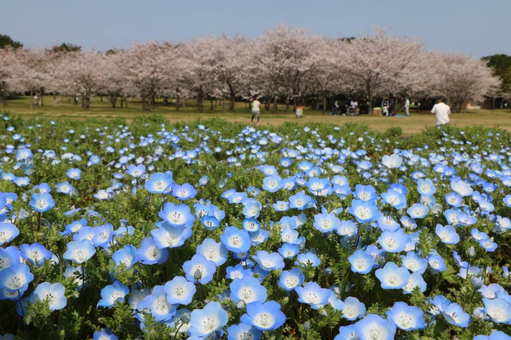 海の中道海浜公園 Uminonakamichi Seaside Park@FB