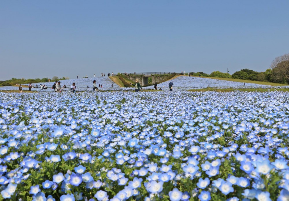 海の中道海浜公園 Uminonakamichi Seaside Park@FB