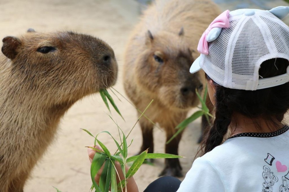 海の中道海浜公園 Uminonakamichi Seaside Park@FB