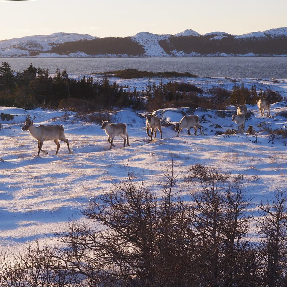 Fogo Island Inn@Facebook