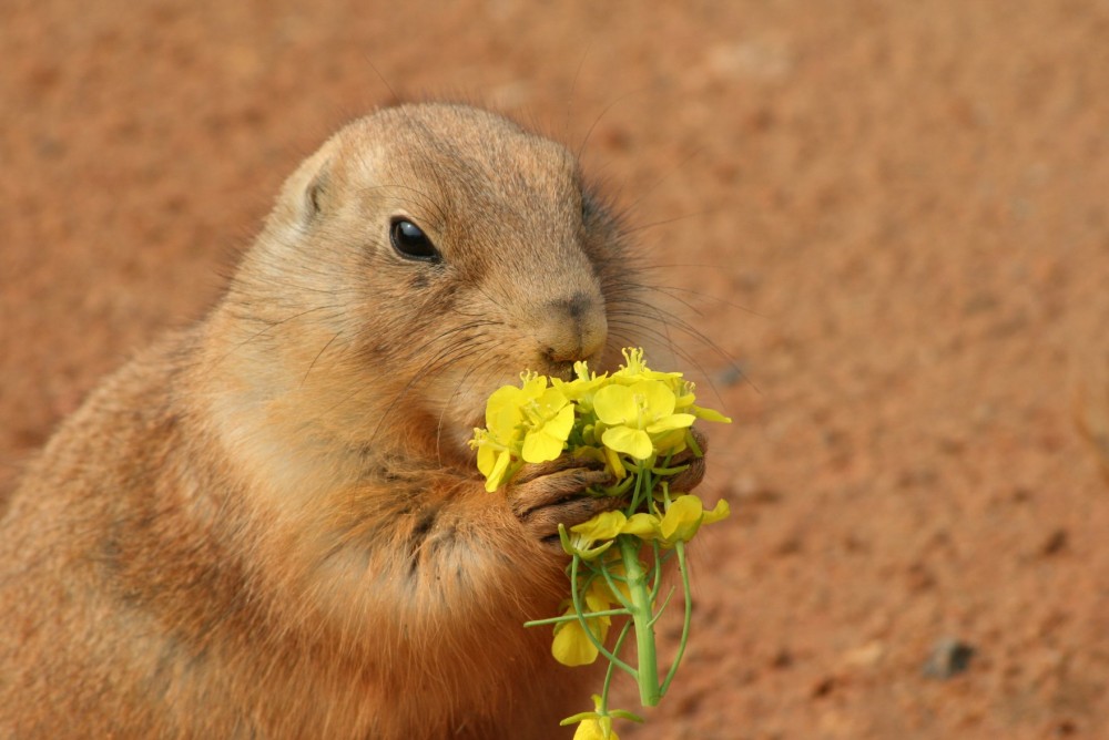 海の中道海浜公園 Uminonakamichi Seaside Park@FB