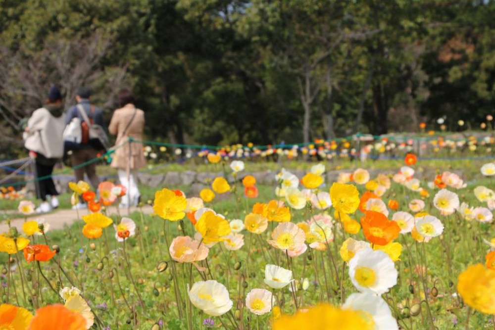 海の中道海浜公園 Uminonakamichi Seaside Park@FB