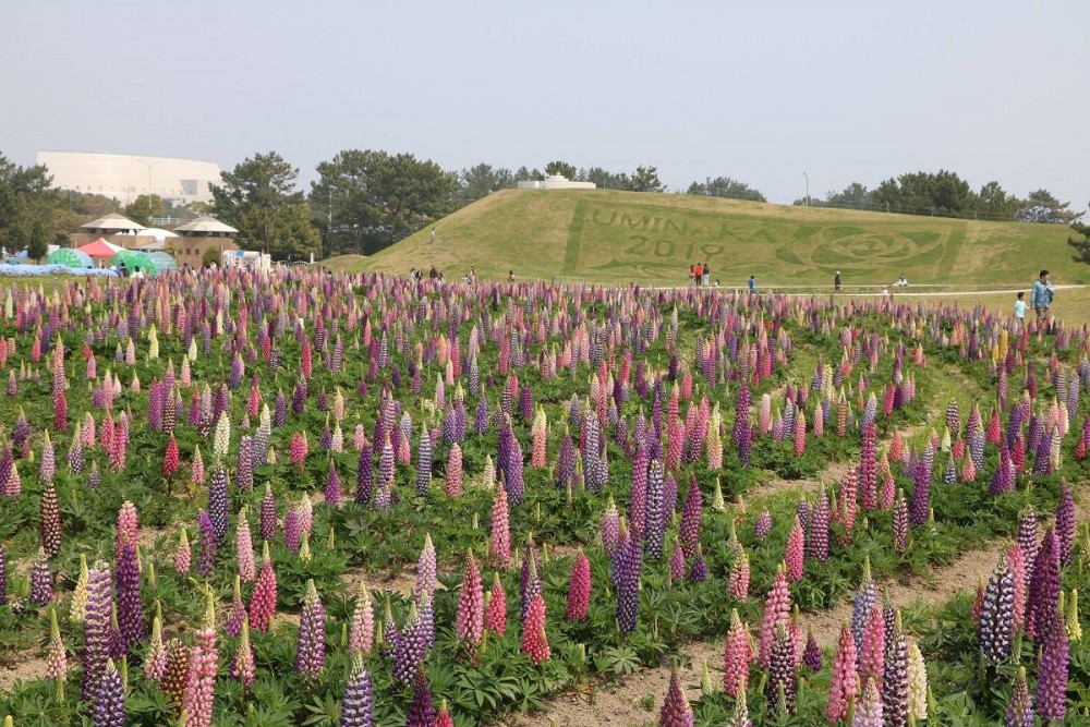 海の中道海浜公園 Uminonakamichi Seaside Park@FB