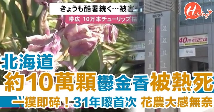 遊日人士注意！31年嚟首次 北海道受熱浪侵襲 約10萬顆鬱金香被熱死