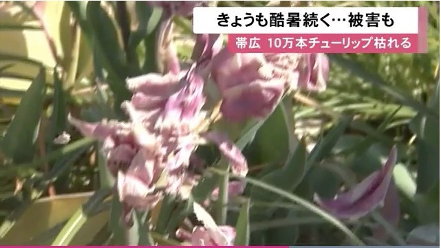 uhb.jp