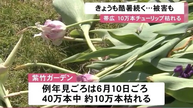 uhb.jp