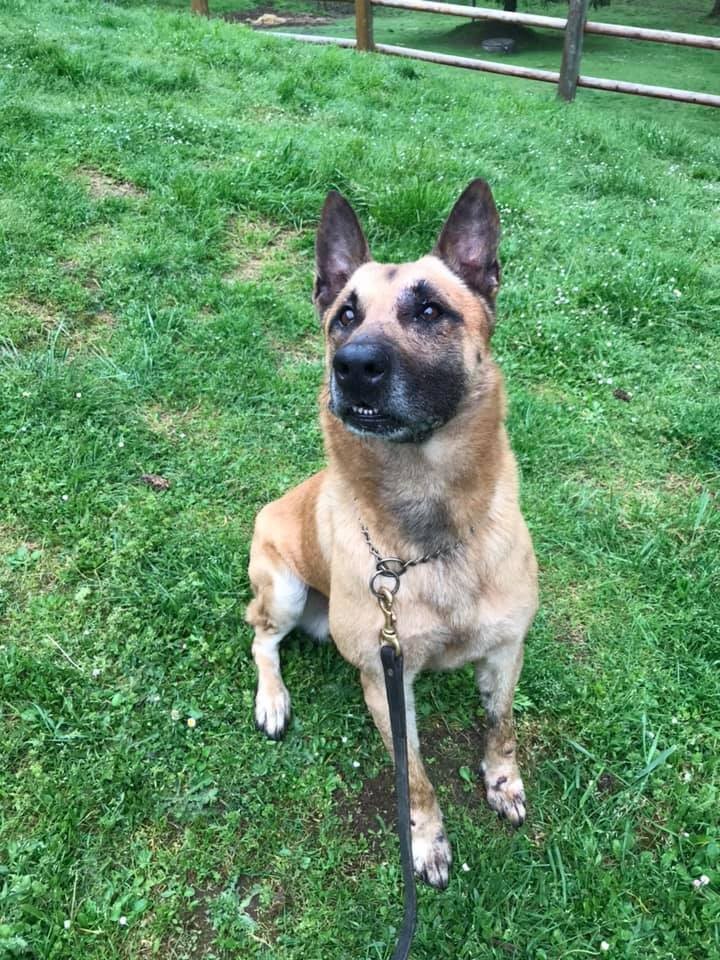 Odin & Raven Coos County Sheriff's K9's @Facebook